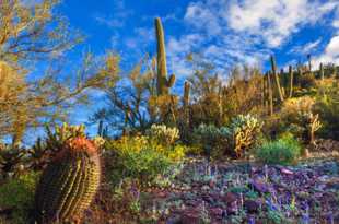 Saguaro National Park-6437.jpg